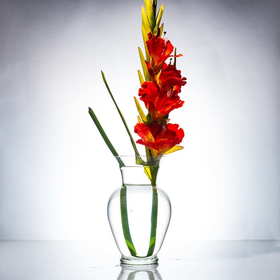 Gladiolus Flower Orchids/Orange/Purple/Pink/White/Wedding