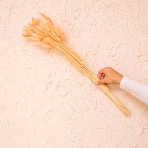 Paquete de 50 colas de conejo/pampas/decoración del hogar/decoración rústica para bodas/colas de conejo secas/pampas color marfil/pampas naturales/pampas de 45 cm de largo