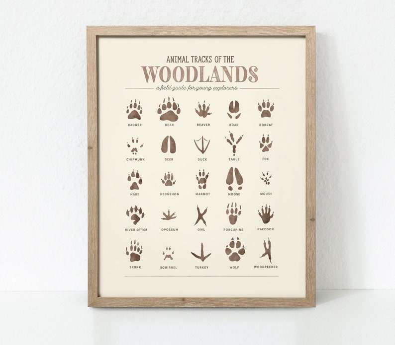 May include: A beige poster with a brown wooden frame, titled "Animal Tracks of the Woodlands: a field guide for young explorers". The poster features illustrations of animal tracks, including badger, bear, beaver, boar, bobcat, chipmunk, deer, duck, eagle, fox, hare, hedgehog, marmot, moose, mouse, river otter, opossum, owl, porcupine, raccoon, skunk, squirrel, turkey, wolf, and woodpecker.