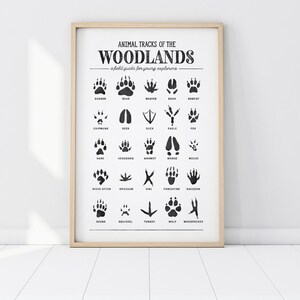 May include: A black and white poster with the title "Animal Tracks of the Woodlands: A field guide for young explorers". The poster shows illustrations of animal tracks, including badger, bear, beaver, boar, bobcat, chipmunk, deer, duck, eagle, fox, hare, hedgehog, marmot, moose, mouse, river otter, opossum, owl, porcupine, raccoon, skunk, squirrel, turkey, wolf, and woodpecker.