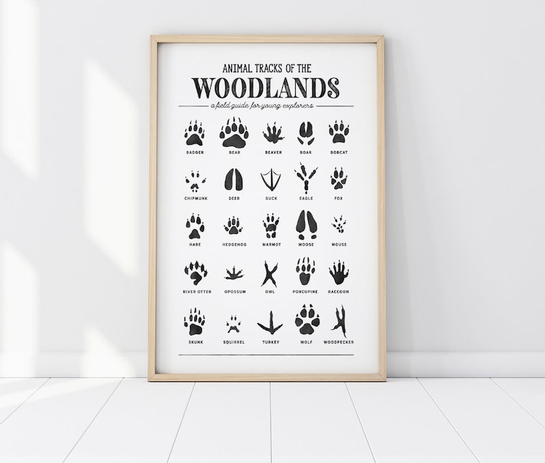 May include: A black and white poster with the title "Animal Tracks of the Woodlands: A field guide for young explorers". The poster shows illustrations of animal tracks, including badger, bear, beaver, boar, bobcat, chipmunk, deer, duck, eagle, fox, hare, hedgehog, marmot, moose, mouse, river otter, opossum, owl, porcupine, raccoon, skunk, squirrel, turkey, wolf, and woodpecker.