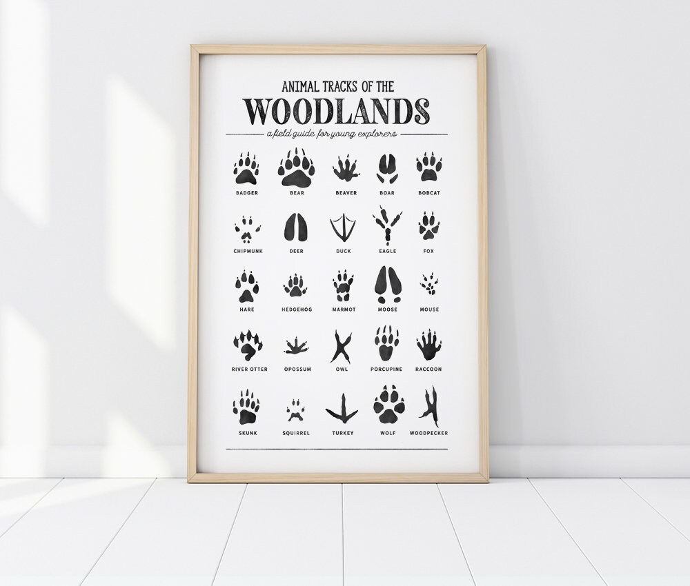 Animal Tracks Print Woodland Animal Prints Poster Woodland - Etsy