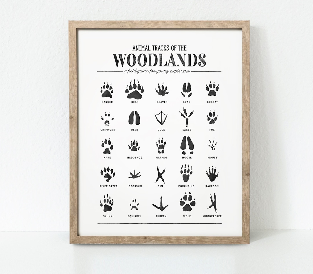Animal Tracks Print, Woodland Animal Prints Poster, Woodland Nursery ...
