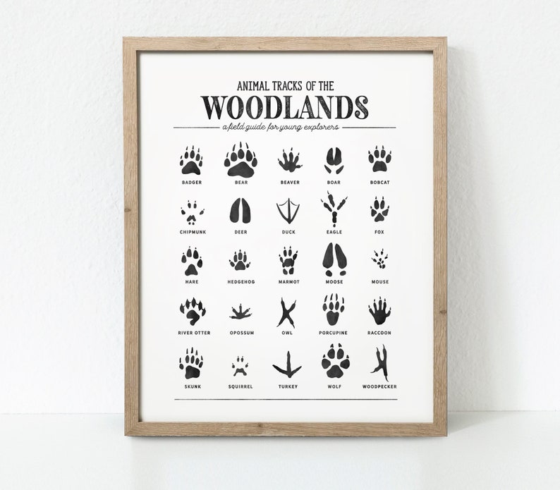 Animal Tracks Print, Woodland Animal Prints Poster, Woodland Nursery Decor, Woodland Nursery, Woodland Art Print, Digital Download image 1