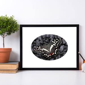 May include: Black and white butterfly with red accents on its wings, framed in a black frame with a white mat. The butterfly is perched on a bed of black stones.