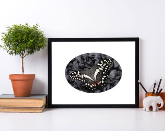 Downloadable Black tropical butterfly photo gray stone background white passe partout photographic image home decoration print webdesign