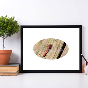 May include: A red dragonfly with clear wings perched on a weathered wooden surface. The dragonfly is in focus, while the background is blurred.