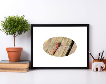 Downloadable Big red Dragonfly photo brown wooden background white passe partout photographic image home decoration print webdesign