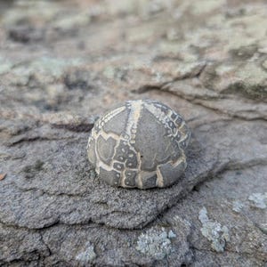 May include: A fossilised sea urchin test with a rounded, dome-like shape. The surface is grey and tan, featuring a distinct, star-shaped pattern of radiating lines and small, textured geometric segments across its exterior shell structure.