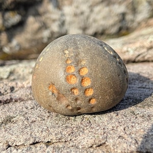 May include: A smooth, rounded grey stone featuring a cluster of small, circular, orange-coloured indentations on its surface. The stone has a natural, weathered texture with a distinct pattern of pits that reveal a brighter orange hue within.
