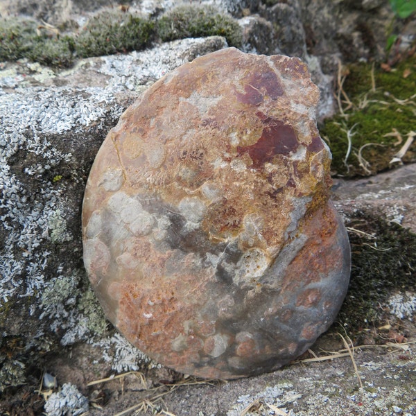 Ammonite 9cm x 7cm x 2cm 142 grams psy hippie goa deco minerals decoration healing fossil specimen natural nature rare freshly picked