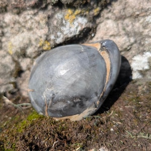 Könnte beinhalten: Ein glatter, abgerundeter grauer Stein mit polierter Oberfläche, der natürliche hellbraune Aderungen und Einschlüsse aufweist. Der Stein hat ein halbtransparentes Aussehen mit subtilen Farbvariationen und zeigt eine solide, organische und asymmetrische Form.