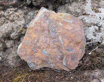 May include: A rough, irregularly shaped rock featuring a visible fossilized fern imprint on its surface. The stone displays a mix of earthy brown, rust orange, and grey tones, with a textured, uneven surface and a distinct, elongated leaf pattern.