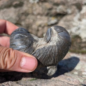 May include: A dark grey, heart-shaped fossil specimen featuring a textured, ribbed surface with visible natural striations and a weathered, stone-like appearance. The object displays a distinct organic form with a central ridge and curved edges.