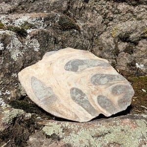 Può includere: Una pietra piatta di forma irregolare caratterizzata da un motivo vorticoso e marmorizzato nei colori beige, marrone chiaro e crema. La superficie presenta diverse inclusioni grigie distinte, lisce e di forma ovale nella roccia.