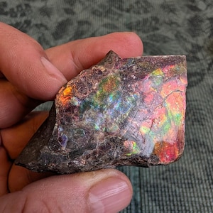 May include: A raw piece of iridescent ammolite gemstone featuring a dark brown matrix base with vibrant, multi-colored flashes of red, orange, yellow, and green across its textured, fractured surface, displaying a natural, organic, and irregular shape.