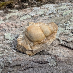 Könnte beinhalten: Ein beigefarbenes fossiles Gastropodengehäuse, das in einem rauen, gezackten Stück Sedimentgestein eingebettet ist. Das Fossil zeigt eine ausgeprägte Spiralstruktur mit abgerundeten Kammern, eine natürliche, verwitterte Textur und erdige Brauntöne.