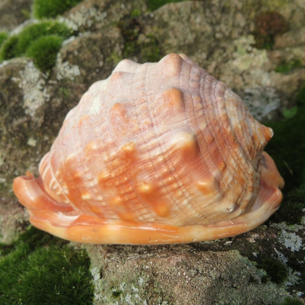 Meereschnecke rote Helmschnecke Schneckenhaus ca. 132 Gramm 8,7cm Sturmhaube Deko Meer Ozean Schnecke Dekoration Cypraecassis Rufa