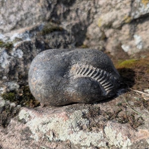 May include: A dark grey, rounded fossilised object with a smooth, weathered surface. One side features a distinct, raised, parallel-ribbed pattern that curves along the side of the stone, showing a clear contrast between the texture and the stone.