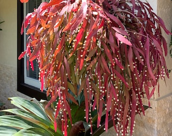 Six (6) cuttings of red cactus full sun plant stays red all year pseudorhipsalis  rhipsalis mistletoe Red Mistletoe Cactus Kimnachia