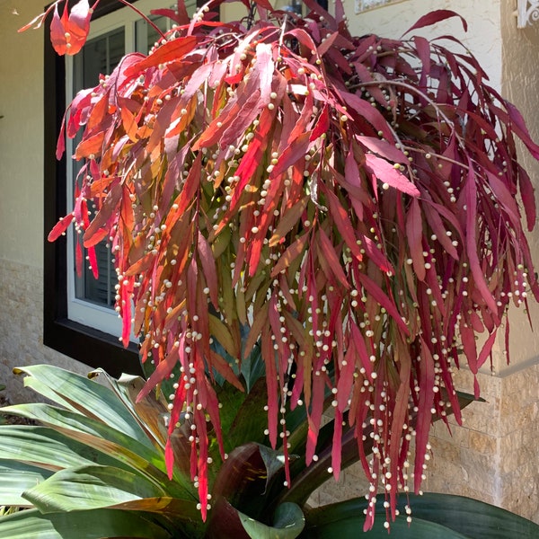 Five  cuttings of red cactus full sun plant stays red all year pseudorhipsalis  rhipsalis mistletoe Red Mistletoe Cactus Kimnachia