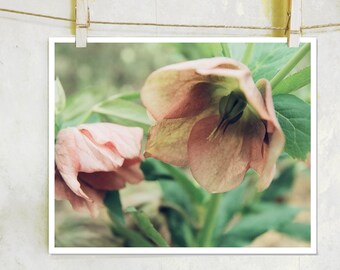 Neverland Fairies - botanical, film, pink flower photography, Neverland, Fairies, Fairy Photography, Nursery Art, Nursery Photography