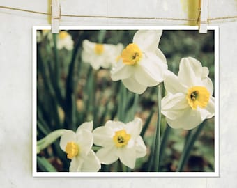 Friends - botanical photography, fine art photography, film photography, white daffodil flower photography, daffodil, nature photography