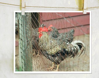 The Roost - Farm Photography, Rooster Photography, Chicken Photography, Farm House Decor,Carl Sandburg Home, Connemara, Farm, National Parks