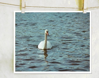 Swan Poet - Swan photography, fine art film photography, Swan art, nature photography, White Swan Photography, White Swan