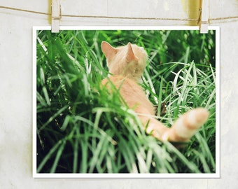 Backyard Safari -  fine art film photography, nature, cat photography, orange cat photography, orange tabby cat photography, nursery art