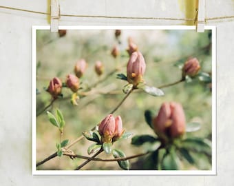 Waiting to Bloom - botanical photography, fine art film photograph, pink flower photography, nature photography, pink azalea photography