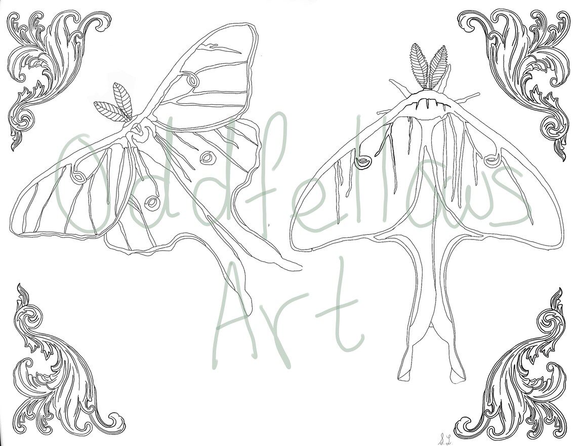 Luna Moth Digital Art Coloring Page - Etsy Finland