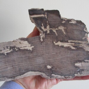 May include: A piece of petrified wood, showcasing a natural, organic aesthetic. The wood displays a mix of gray and white tones, with visible growth rings and a textured surface. The irregular shape and color variations highlight its unique, geological character.