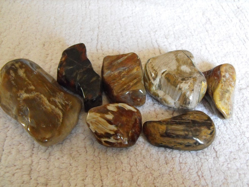 agatized petrified wood agatized petrified wood
