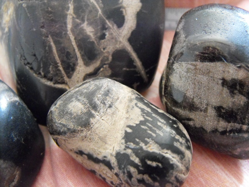 Black And Tan Fossilized Oregon Specimens Polished Myrtlewood Petrified Wood