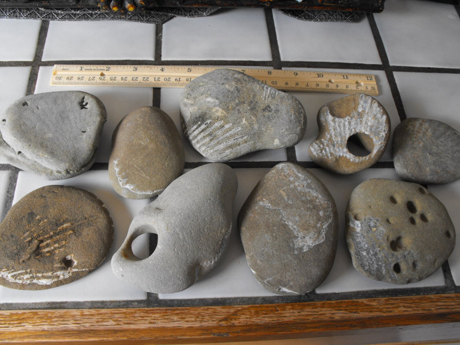 Scallop Shell Fossils Lot Oregon Beach Rocks With Holes Etsy
