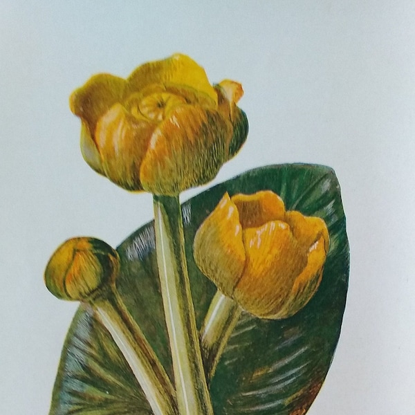 Vertraute Wildblumen original Antiker Druck von 1890 wählen Sie aus 10 verschiedenen Blumen Illustriert von F Edward Hulme