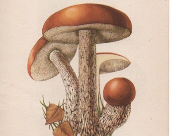 Edible Fungi original Vintage print from 1943 choose from 8 mushrooms. Illustrated by Rose Ellenby