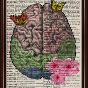 Human Brain vintage anatomy Unmounted/ Mounted Art Print. An original antique,dictionary book page. choose picture image 2