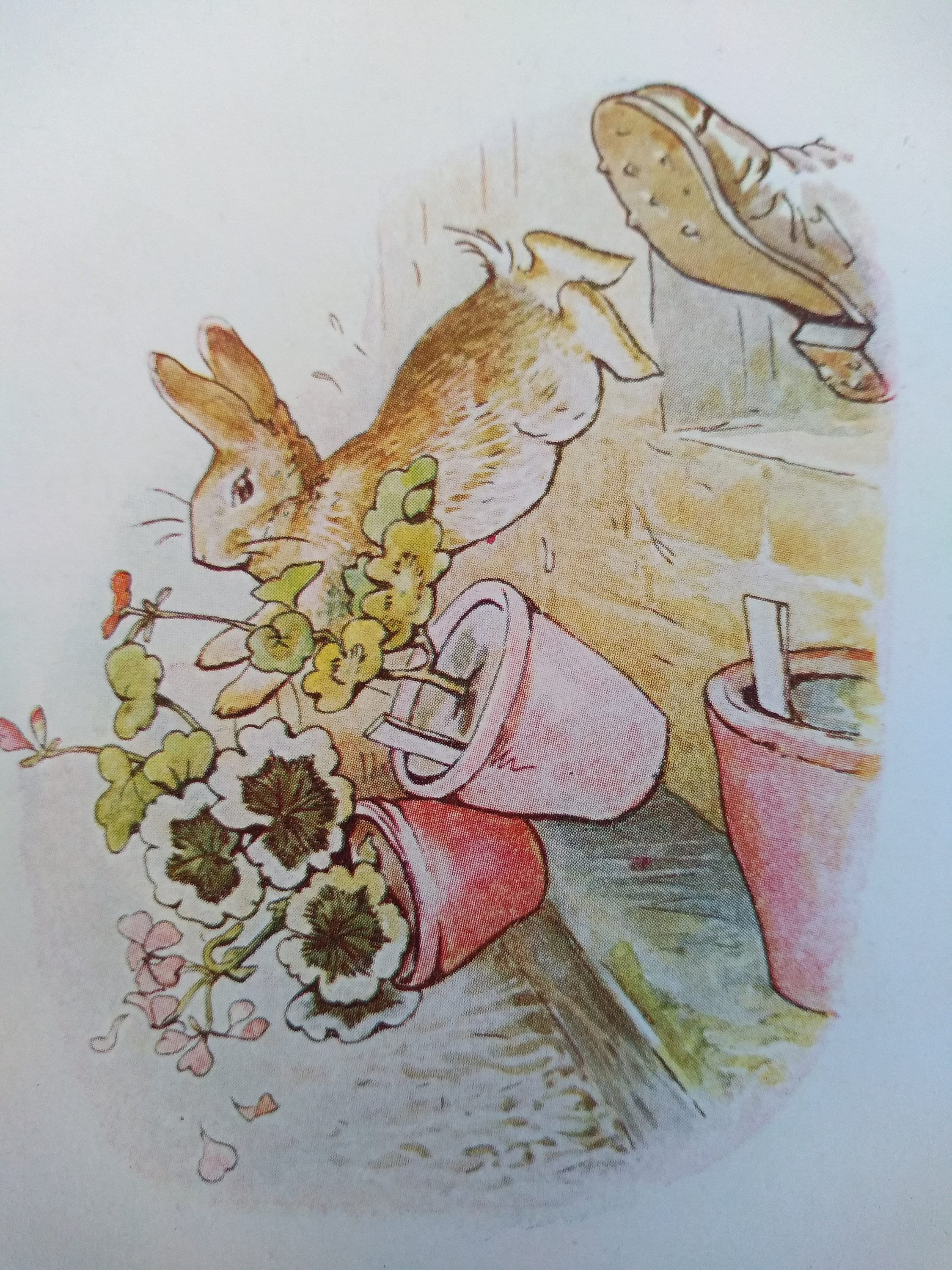 Peter Rabbit Original Tail The TALE of PETER RABBIT Original Vintage Print 1910 in Cream Card ...