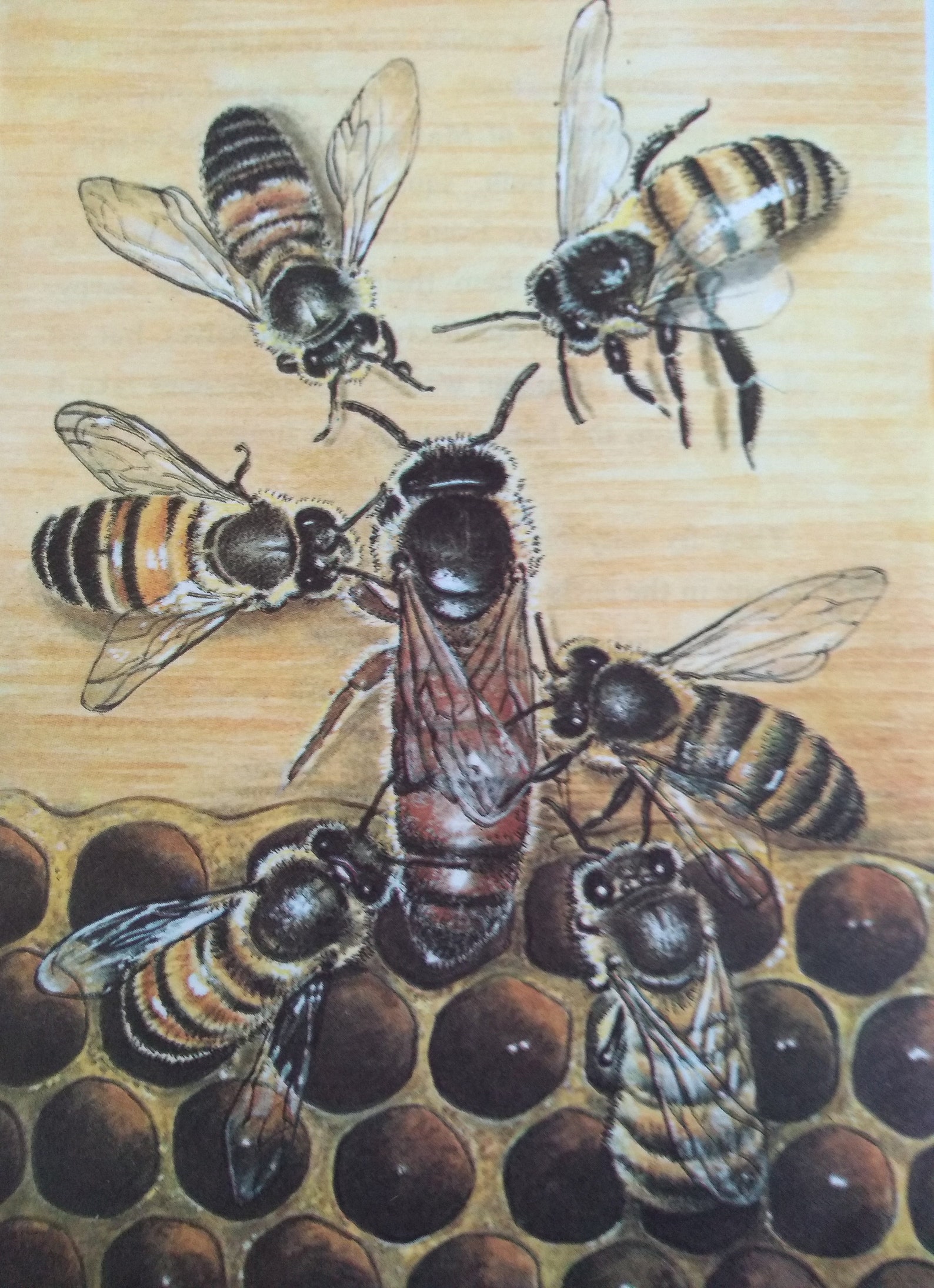 Original Vintage Life of Honey Bees Book Print 1960's by - Etsy