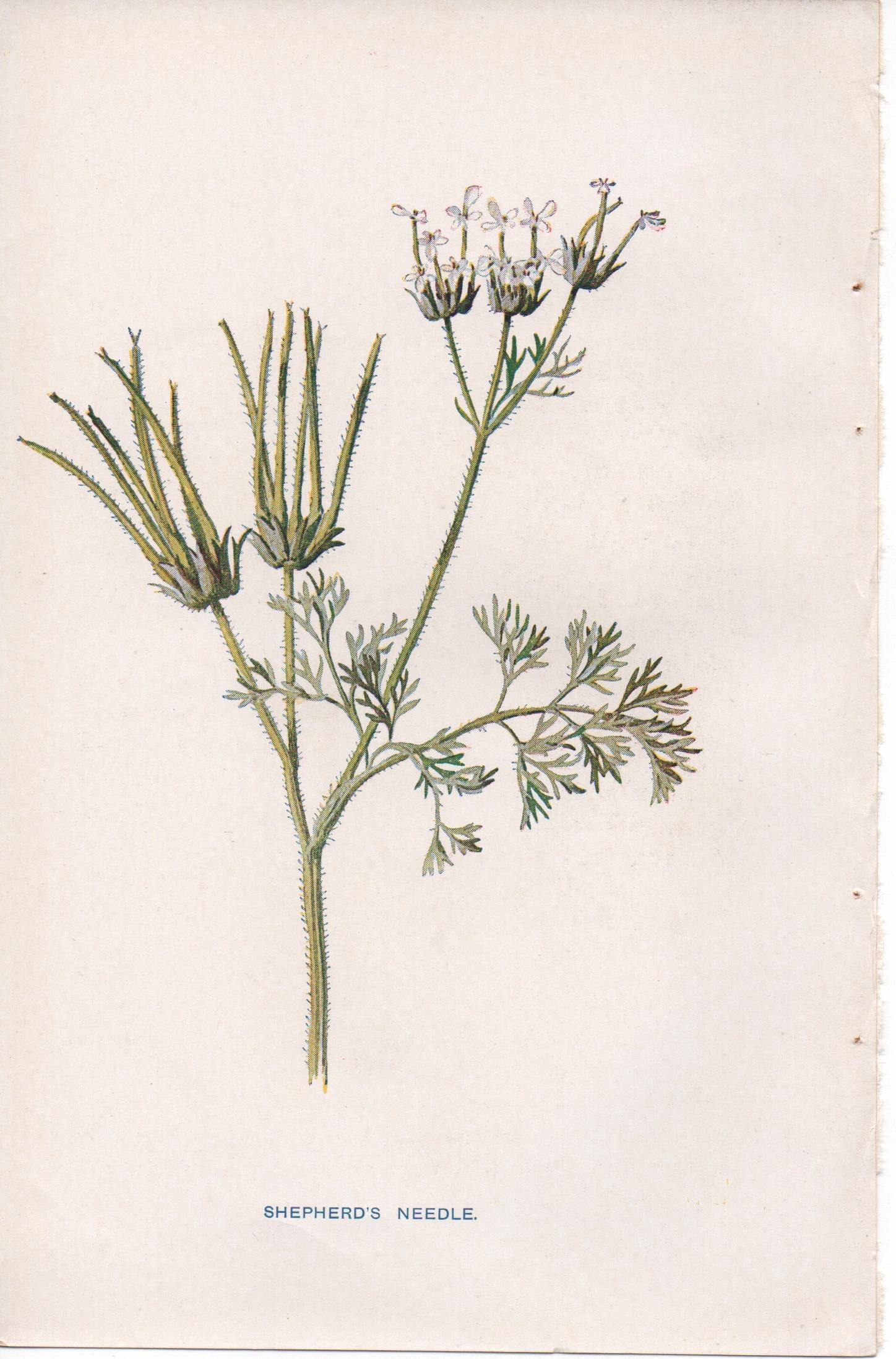 Lot De 4 Volumes 'Fleurs Sauvages Familières' Par F. Edward Hulme - Édition 1890 Illustrée