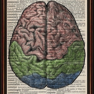 Human Brain vintage anatomy Unmounted/ Mounted Art Print. An original antique,dictionary book page. choose picture image 3