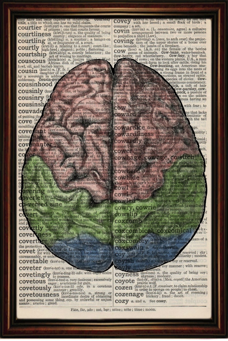 Human Brain vintage anatomy Unmounted/ Mounted Art Print. An original antique,dictionary book page. choose picture image 3