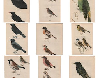 Stampa originale Vintage British Bird del 1945 di Edmund Sandars, ampia scelta di stampe.