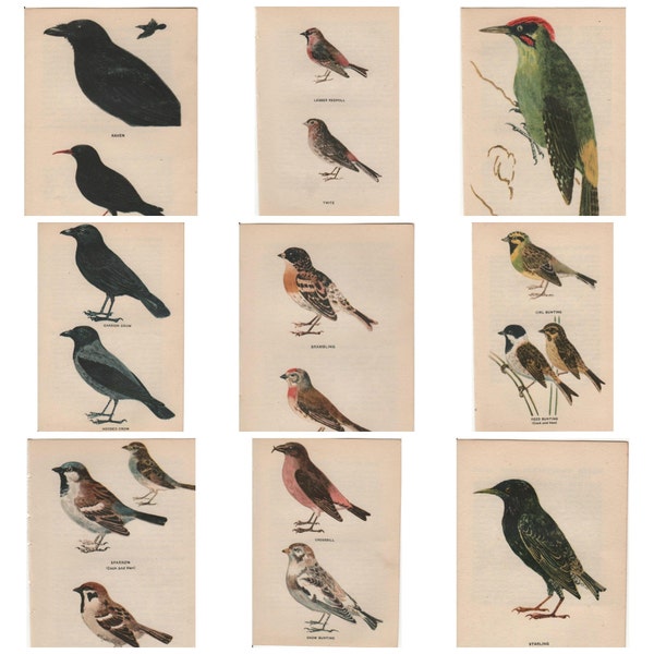 Original Vintage British Bird print 1945 by Edmund Sandars  large choice of  prints.