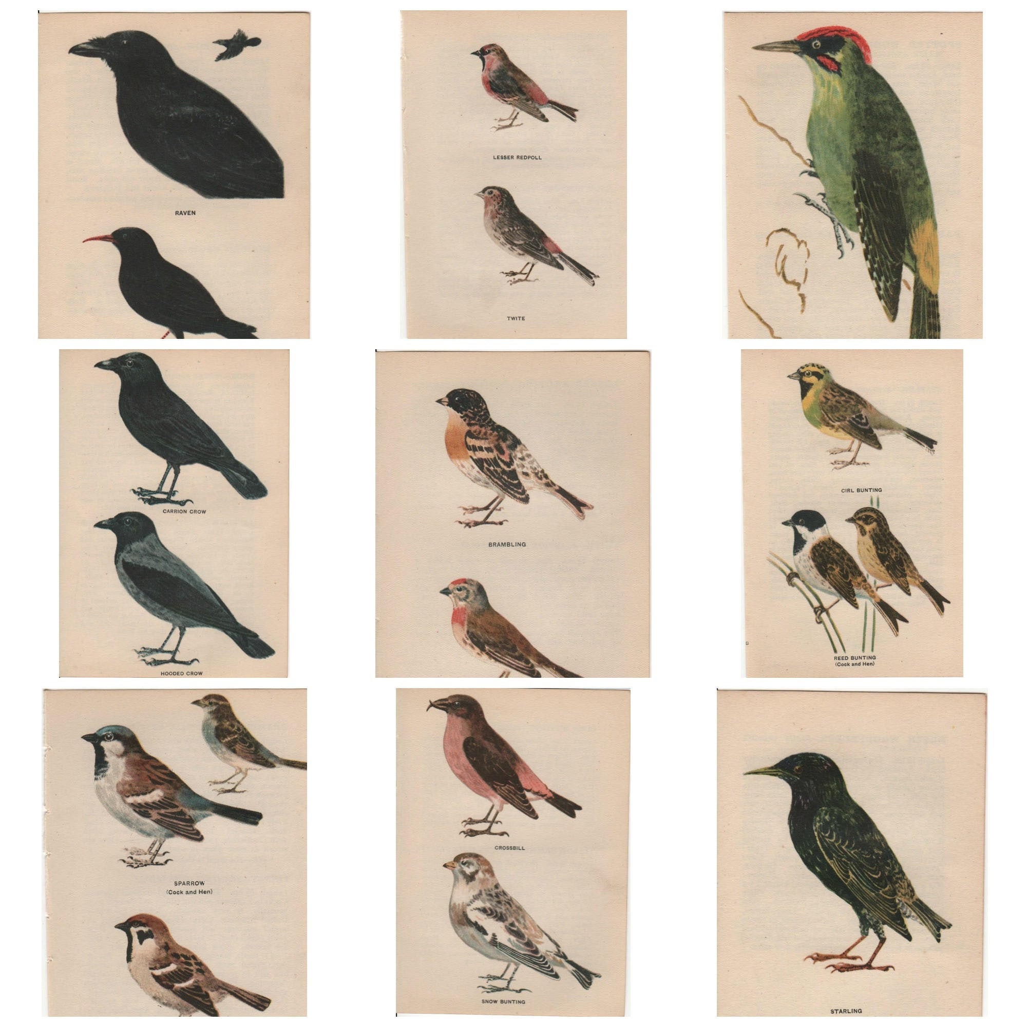 Original Vintage British Bird print 1945 by Edmund Sandars  large cho…