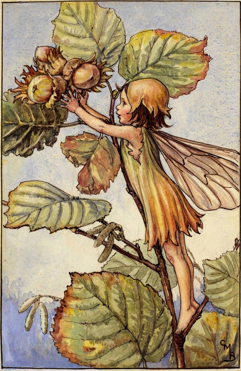 Flower Fairies Original Vintage Print From 50's/60's - Etsy