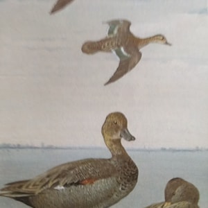 Water Birds. Original Vintage British Bird print 1969 by john Leigh Pemberton  large choice of  pond and river bird prints.