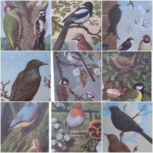 Original Vintage British Bird book print from the 1960&#39;s by the natural world artist John Leigh-Pemberton